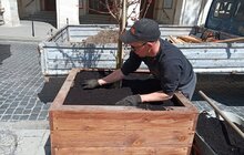 Фото 14: На вул. Л. Українки відремонтували тротуар та висаджують клени
