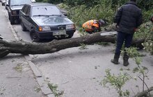 Фото 1: Сильний вітер повалив у місті 3 дерева