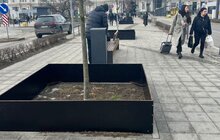 Фото 3: На вул. Чернівецькій встановили захисні огородження для дерев за прикладом Вільнюса