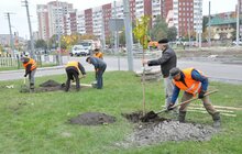 Фото 3: У Сихівському районі стартувала масштабна осіння висадка дерев