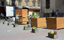 Фото 5: На пл. Катедральній висадили 10 кулястих кленів у горщиках 