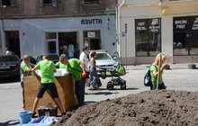 Фото 8: На пл. Катедральній висадили 10 кулястих кленів у горщиках 