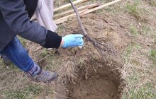 Фото 3: У Львові відновлювали Черешневий гай Климентія Шептицького