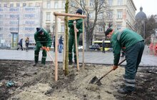 Фото 2: На площі перед Оперним театром висадили 8 платанів