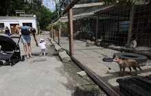 Фото 9: «Ми хочемо збудувати ще один еколого-натуралістичний центр в частині Снопківського парку», — А. Садовий