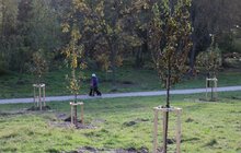 Фото 15: У парку «700-річчя» триває висадка дерев та кущів