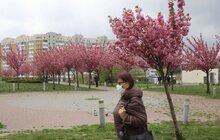 Фото 10: У Парку імені Івана-Павла ІІ (Сихів) цвітуть сакури
