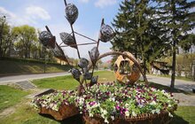 Фото 25: У Львові висаджують квіткові композиції