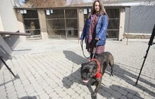 Фото 2: Розпочав роботу перший у Західній Україні банк крові для тварин: унікальний проект ЛКП «Лев» та партнерів
