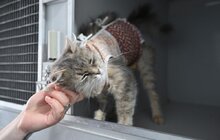 Фото 12: Ветеран без руки щодня вигулює 60 собак з ЛКП «Лев» (відео)