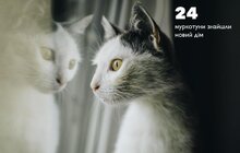 Фото 5: За півроку ЛКП «Лев» було простерилізовано 348 собак та 223 коти