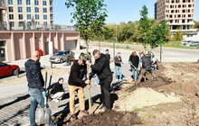 Фото 6: Мешканці соціального житла на вул. Миколайчука разом озеленили свій простір (відео)