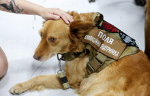 Фото 13: У Львові презентували UNBROKEN ANIMALS — першу в Україні системну програму емоційної підтримки ветеранів за участі собак