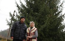 Фото 1: У центрі Львова встановили головну ялинку міста (відео)