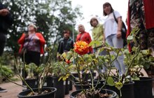 Фото 2: До Дня міста Бахмут його мешканці висадили у Львові троянди в пам'ять про свою домівку