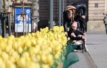 Фото 5: Тюльпани у Львові цвістимуть щороку, - почесний консул України в Нідерландах (відео)