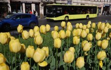 Фото 7: Тюльпани у Львові цвістимуть щороку, - почесний консул України в Нідерландах (відео)