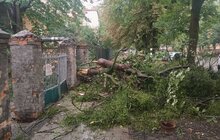 Фото 12: У Львові оперативно ліквідовують наслідки негоди: повалені дерева, обірвані мережі та зміни в русі транспорту (відео)