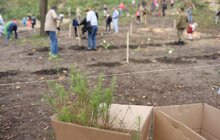 Фото 4: Сьогодні в одному із парків Львова висадили понад 400 дерев