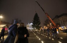 Фото 6: До Львова привезли головну ялинку міста