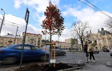 Фото 5: На проспекті Свободи висадили понад 20 кленів-яворів (відео)