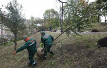 Фото 1: У Львові висадили 96 іменних дерев, присвячених загиблим Героям
