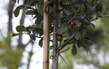 Фото 21: У Львові висадили 96 іменних дерев, присвячених загиблим Героям