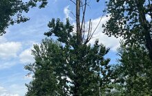 Фото 3: На вул. Липинського, 56 забудовника зобов’язали розчистити стовбури дерев і огородити їх