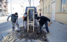 Фото 4: 432 дерева за 7 днів: весняний Львів озеленюють