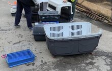 Фото 4: У Домівці врятованих тварин небайдужі допомогли прибрати вольєри