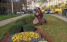 Фото 8: У Львові висадили перші квіти: 1408 штук віол заквітчали «квітковий годинник» біля пл. Митної