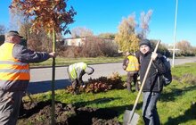 Фото 6: Цієї осені на території Сихівського району посадили 45 дерев та 94 кущі