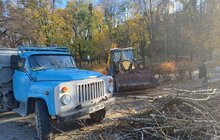 Фото 4: На місці зрізаних аварійних дерев біля цирку висадять нові