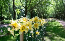 Фото 5: У Львові ще три тижні цвістимуть лілії, подаровані фермером із Нідерландів