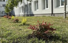 Фото 2: Більше сотні рослин висадили волонтери навколо Лікарні святого Луки