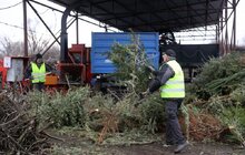 Фото 10: На міській станції компостування переробляють використані новорічні ялинки