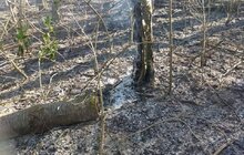 Фото 3: Два підпали у парку «Знесіння» за минулу добу: пошкоджено близько 4 га заповідної зони