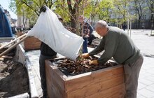 Фото 21: На вул. Л. Українки відремонтували тротуар та висаджують клени