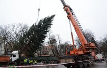 Фото 16: У Львові встановили головну новорічну ялинку: за тиждень її урочисто відкриють