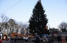 Фото 7: До Львова привезли головну ялинку міста