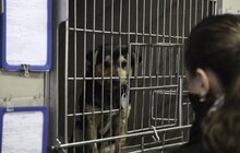 Фото 5: На початку травня у Львові відкриють Центр адопції безпритульних тварин