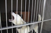 Фото 11: На початку травня у Львові відкриють Центр адопції безпритульних тварин