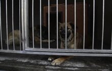 Фото 12: На початку травня у Львові відкриють Центр адопції безпритульних тварин