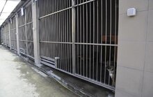 Фото 15: На початку травня у Львові відкриють Центр адопції безпритульних тварин