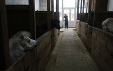 Фото 17: У мерії розглядають можливості комплексного розвитку парку «Знесіння» і Домівки врятованих тварин