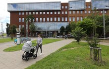 Фото 16: «Дуже добре, що ми зберегли ці дерева», — мер про врятовані багряники на вул. Угорській