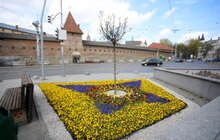 Фото 36: У Львові висаджують квіткові композиції