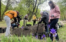 Фото 8: У Львові висадили вже четвертий дощовий садок: тепер така локація є у парку Івана Франка (відео)