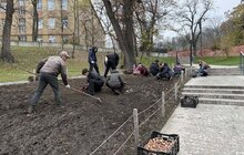 Фото 5: Навесні на Меморіалі пам’яті Героїв Небесної Сотні розквітнуть бузково-фіолетові тюльпани
