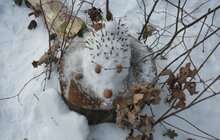 Фото 3: У Львові відбувся конкурс снігових скульптур